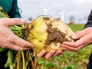Zuckeralternativen - Genuss mit Beigeschmack