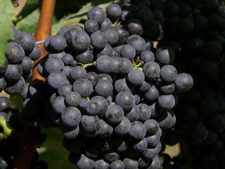 Tief verwurzelt, der Blaufraenkisch im Burgenland