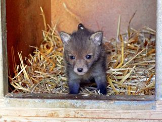 Pia und die wilden Tiere