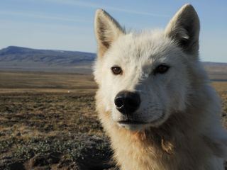 Polarwoelfe Polarwoelfe