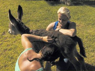 Das Waisenhaus fuer wilde Tiere