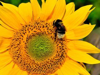 Hummeln - Bienen im Pelz