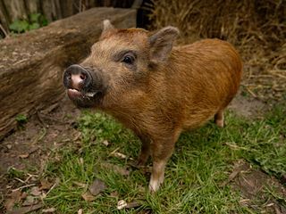 Tinkas Weihnachtsabenteuer