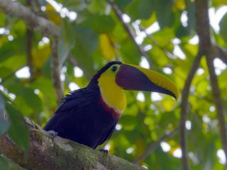 Costa Rica - Das pralle Leben