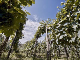 Baia und der Wein - ein wahres Maerchen aus Georgien