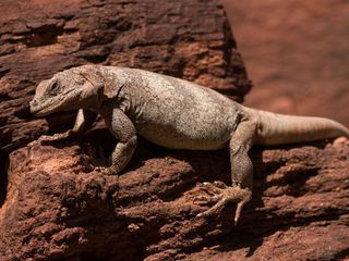 Planet der Reptilien Planet der Reptilien