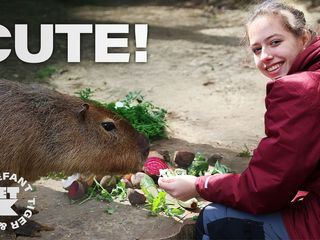Elefant, Tiger & Kids: Zoo-Praktikum backstage