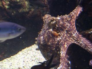 Giraffe, Erdmaennchen & Co.