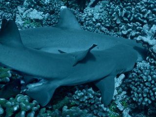 Haie leben gefaehrlich