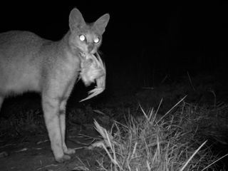 Indiens Wildkatzen