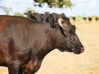 Lone Star Law - Die Gesetzeshueter von Texas