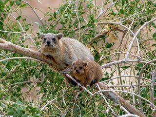 Die sozialen Netzwerke der Tiere