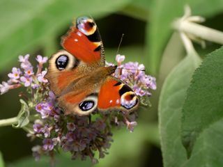 Schmetterlinge!!! - Superhelden der Natur