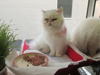 Der Katzenfluesterer