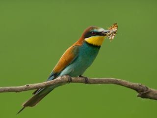 Faszination Vogelbeobachtung
