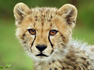 Serengeti