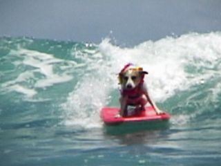 Das grosse Hunde-ABC: Best Of