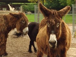 Eisbaer, Affe & Co.