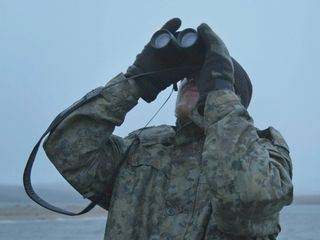 Haulout - Walrosswanderung