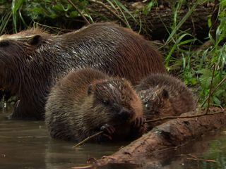 Muenchens neue wilde Isar