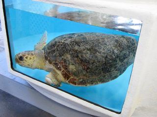 Fish Tank Kings - Gigantische Wasserwelten Fish Tank Kings - Gigantische Wasserwelten