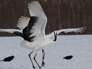 Winterzauber in Japan