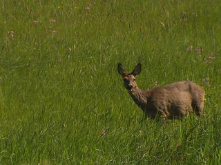 Einsatz im Naturparadies