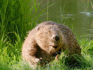 Das Geheimnis der Au