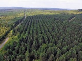 Im Bann des Reinhardswaldes