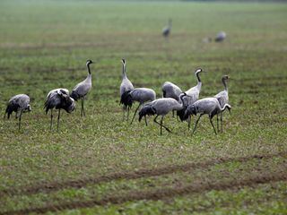 Voegel des Gluecks - Kranichtreffen in Mitteldeutschland