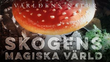 Vaerldens natur: Skogens magiska vaerld