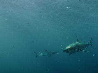 Haiangriffen auf der Spur