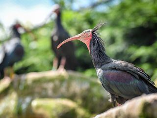 Zoo und so - Tierisch wild!