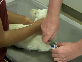 Hautnah: Die Tierklinik