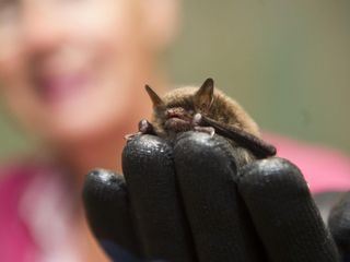 Giraffe, Erdmaennchen & Co.