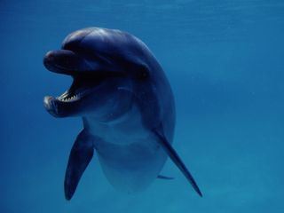 Erstaunliche Kreaturen