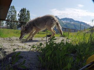 Die Yukon-Tieraerztin