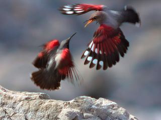 Wildes Spanien