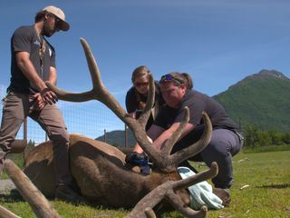 Alaskas Wildtier-Retter