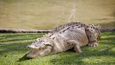 Die Irwins - Crocodile Hunter Family Die Irwins - Crocodile Hunter Family