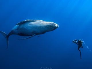 Wenn Wale uns den Weg weisen