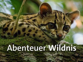 Costa Rica - Das Jaguar Paradies