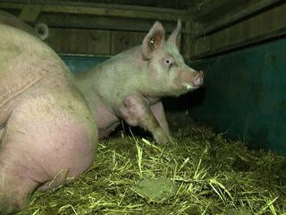 Die Tricks mit Öko und Bio