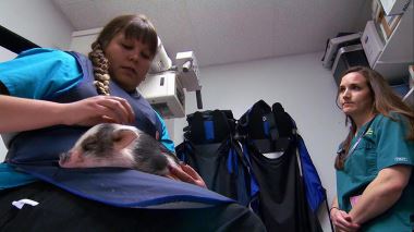 Tierarzt Dr. Jeff - Der Rocky Mountain Doc