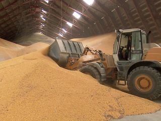 Die Maispflanze zwischen Hunger und Profit Die Maispflanze zwischen Hunger und Profit