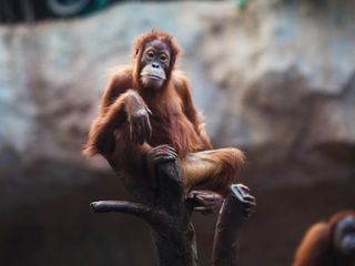 Giraffe, Erdmaennchen & Co.