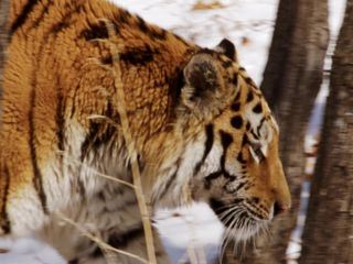 Das verborgene Reich des Sibirischen Tigers