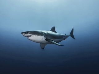 Killer of the Great White