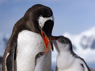 Die geheimnisvolle Welt der Pinguine