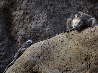 Der Äquator - Linie des Lebens